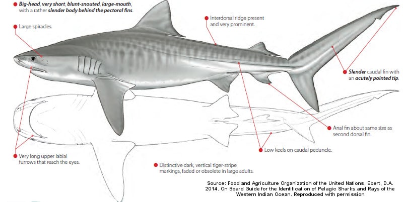 Tiger Shark Information