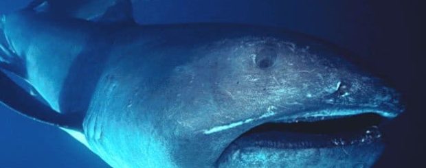megamouth shark encounter