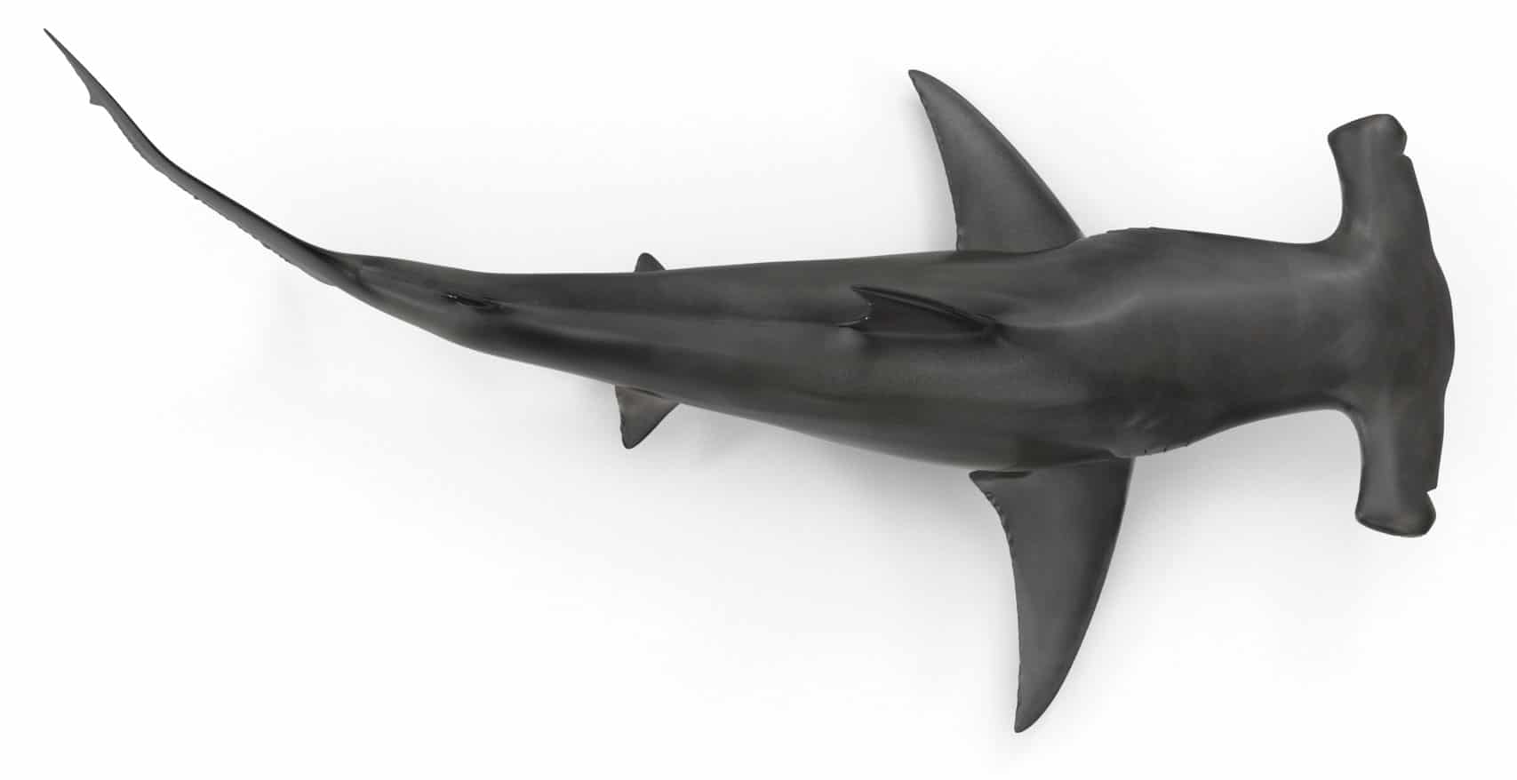 Hammerhead Shark Evolution - Epic Diving