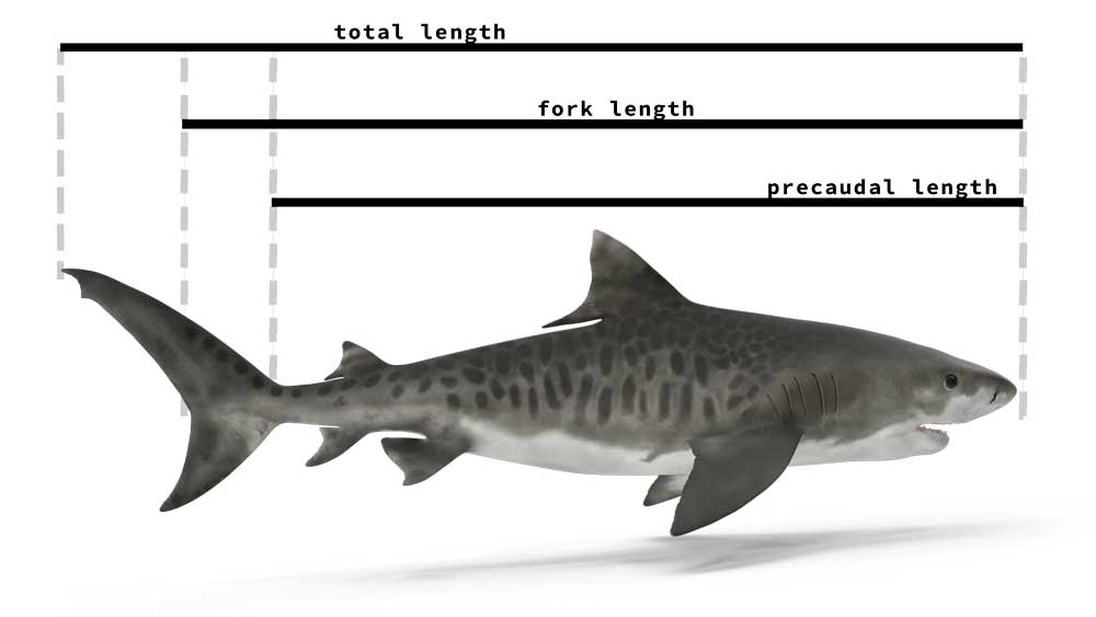How Big Do Tiger Sharks Get? Epic Diving